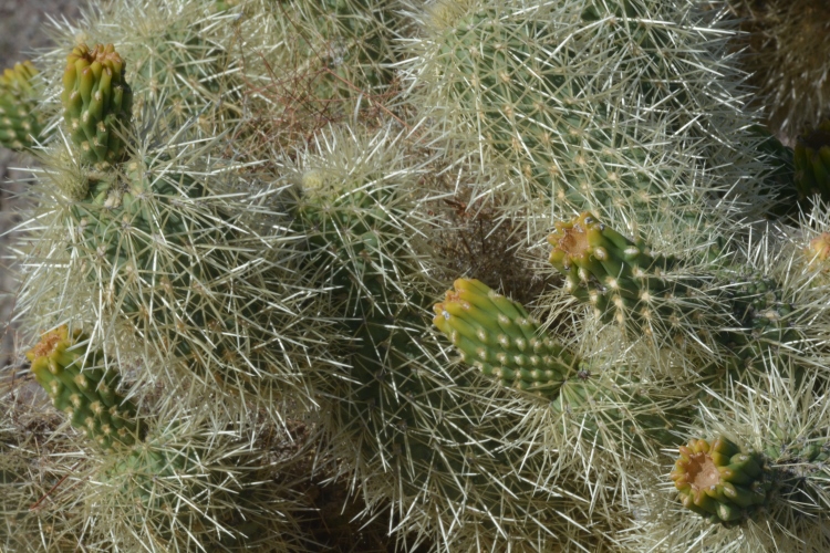 closeup of cholla